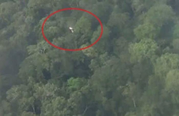 طائرة تهبط بشكل اضطراري على أشجار الأمازون!